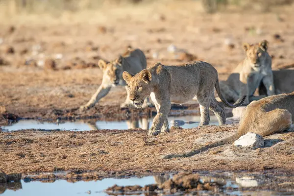 Namibya 'daki Etosha Ulusal Parkı' nda aslan.