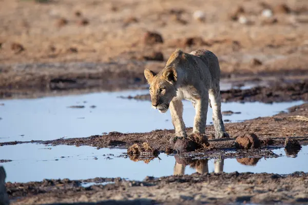 Namibya 'daki Etosha Ulusal Parkı' nda aslan.
