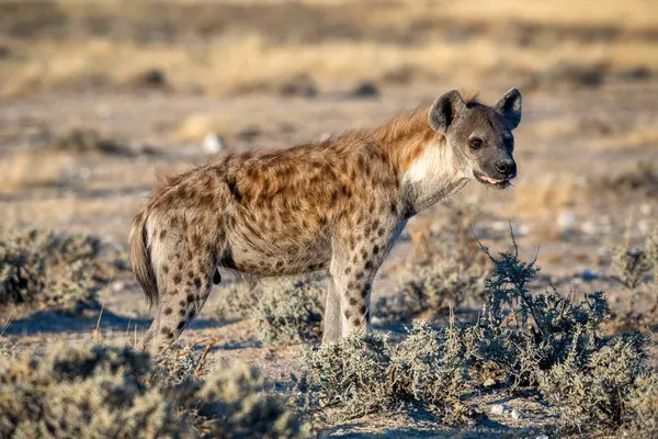 Etosha Milli Parkı, Namibya 'daki sırtlan