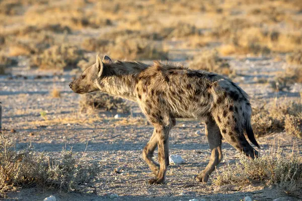Etosha Milli Parkı, Namibya 'daki sırtlan