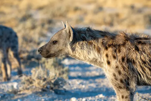 Etosha Milli Parkı, Namibya 'daki sırtlan