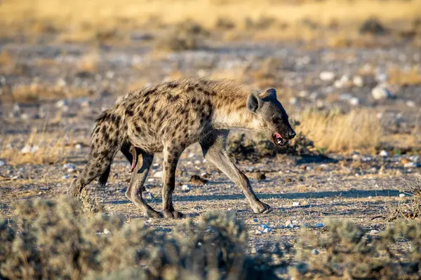 Etosha Milli Parkı, Namibya 'daki sırtlan