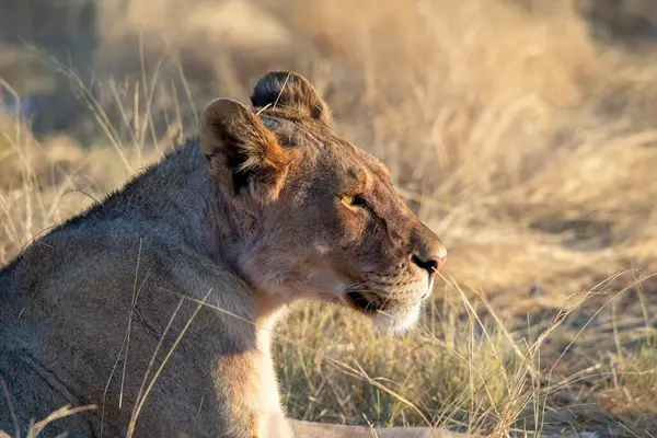 Aslan etkin ulusal Park'ta