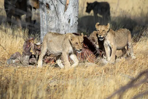 Namibya 'daki Etosha Ulusal Parkı' nda aslan.