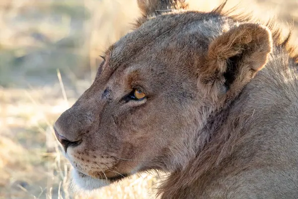 Aslan etkin ulusal Park'ta