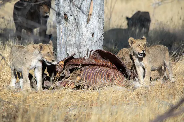 Namibya 'daki Etosha Ulusal Parkı' nda aslan.