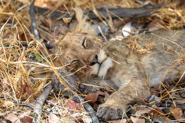 Namibya 'daki Etosha Ulusal Parkı' nda aslan.