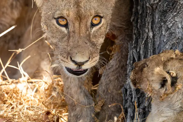 Namibya 'daki Etosha Ulusal Parkı' nda aslan.