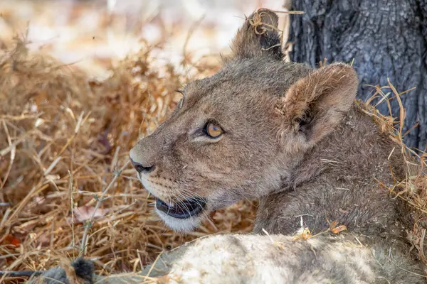 Namibya 'daki Etosha Ulusal Parkı' nda aslan.