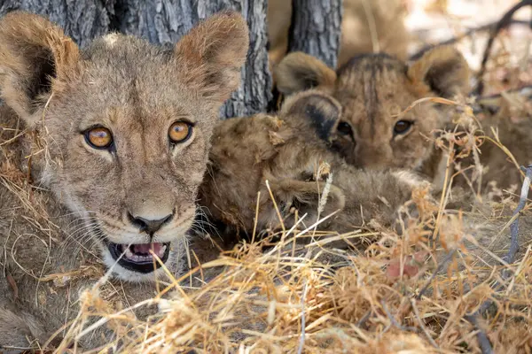 Namibya 'daki Etosha Ulusal Parkı' nda aslan.