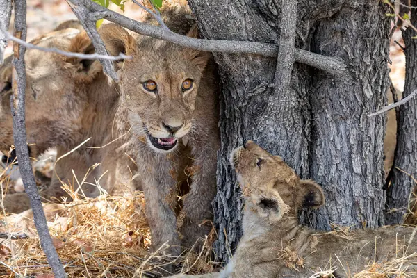 Namibya 'daki Etosha Ulusal Parkı' nda aslan.