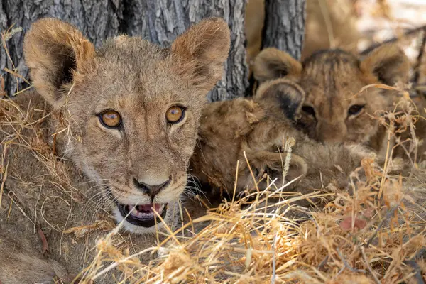 Namibya 'daki Etosha Ulusal Parkı' nda aslan.