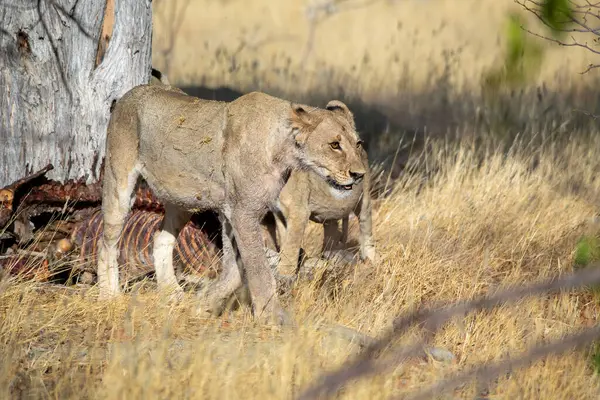 Namibya 'daki Etosha Ulusal Parkı' nda aslan.