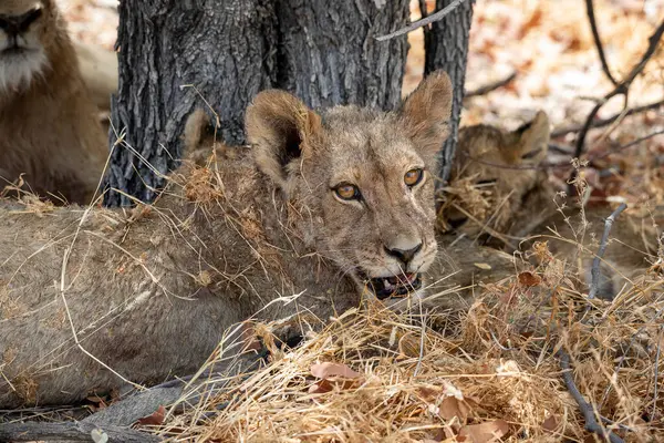 Namibya 'daki Etosha Ulusal Parkı' nda aslan.