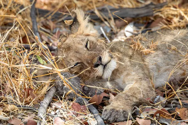 Namibya 'daki Etosha Ulusal Parkı' nda aslan.