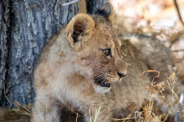 Namibya 'daki Etosha Ulusal Parkı' nda aslan.