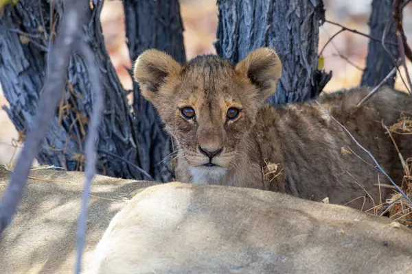 Namibya 'daki Etosha Ulusal Parkı' nda aslan.