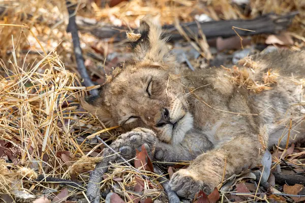 Namibya 'daki Etosha Ulusal Parkı' nda aslan.