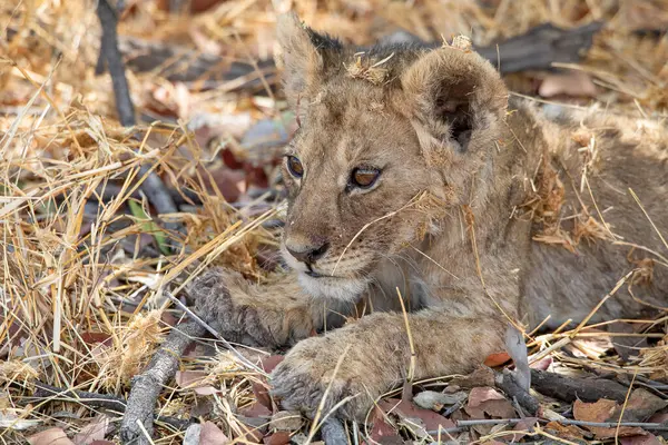 Namibya 'daki Etosha Ulusal Parkı' nda aslan.
