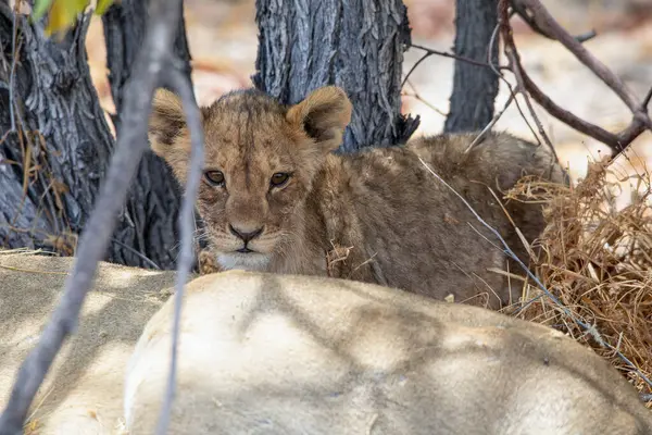 Namibya 'daki Etosha Ulusal Parkı' nda aslan.