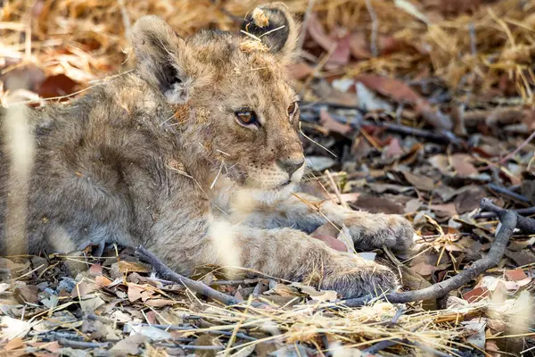 Namibya 'daki Etosha Ulusal Parkı' nda aslan.