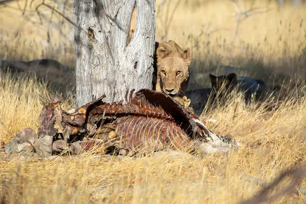 Namibya 'daki Etosha Ulusal Parkı' nda aslan.