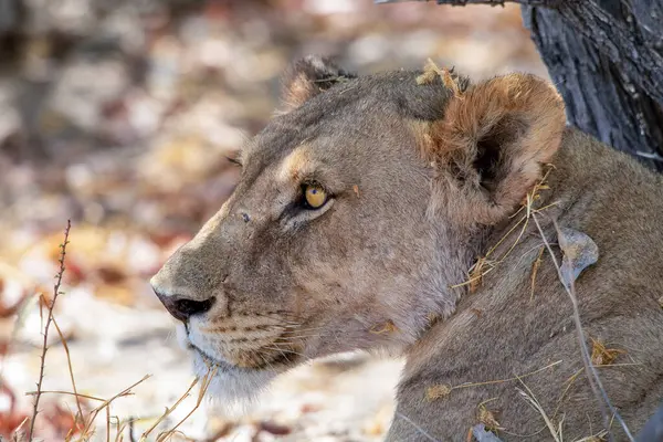 Namibya 'daki Etosha Ulusal Parkı' nda aslan.