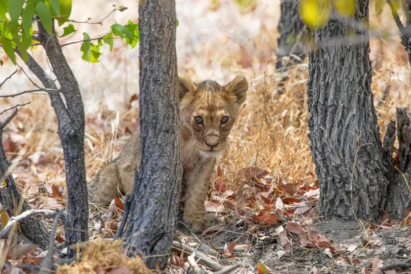 Namibya 'daki Etosha Ulusal Parkı' nda aslan.