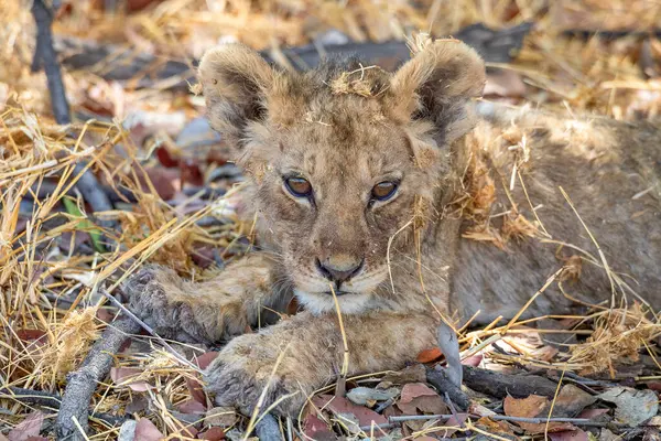Namibya 'daki Etosha Ulusal Parkı' nda aslan.