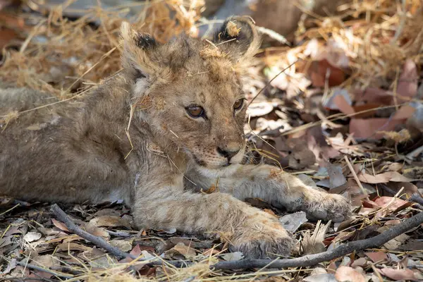 Namibya 'daki Etosha Ulusal Parkı' nda aslan.