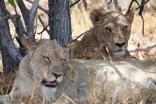 Namibya 'daki Etosha Ulusal Parkı' nda aslan.