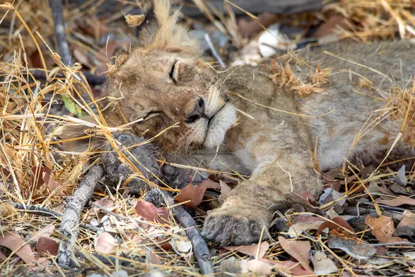 Namibya 'daki Etosha Ulusal Parkı' nda aslan.