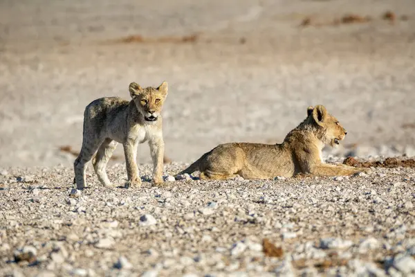 Aslan yavrusu Etosha Milli Parkı 'nda