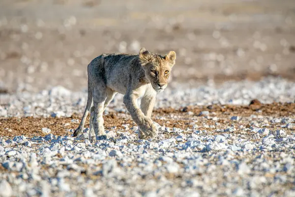 Aslan yavrusu Etosha Milli Parkı 'nda