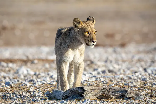 Aslan yavrusu Etosha Milli Parkı 'nda
