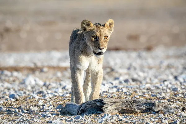 Aslan yavrusu Etosha Milli Parkı 'nda