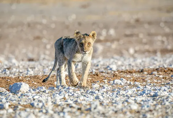 Aslan yavrusu Etosha Milli Parkı 'nda