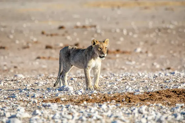 Aslan yavrusu Etosha Milli Parkı 'nda