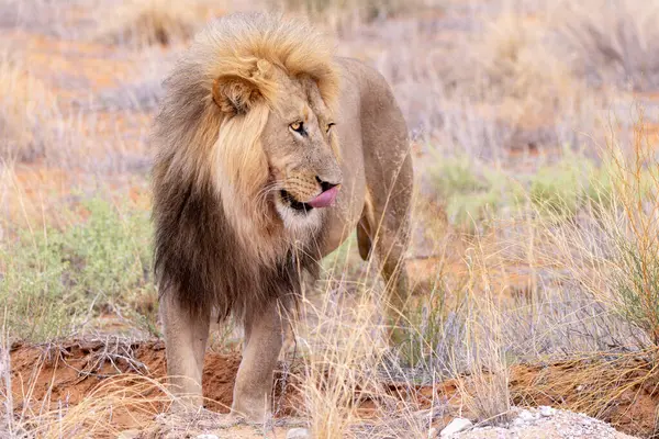 Kgalagadi Ulusal Parkı 'nda Aslan-