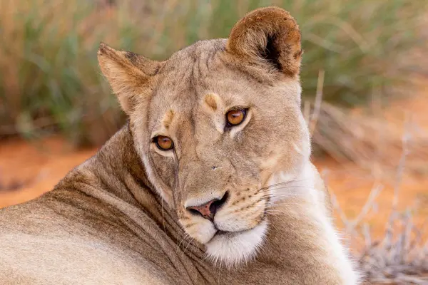 Kgalagadi Ulusal Parkı 'nda Aslan