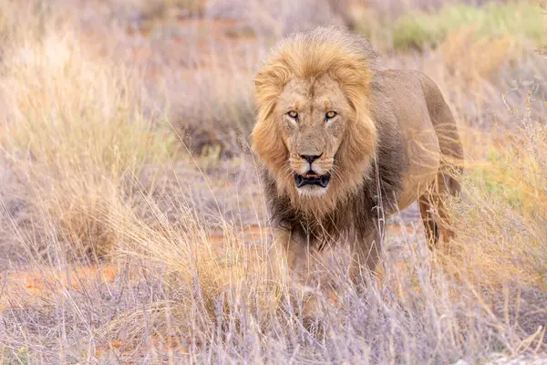 Kgalagadi Ulusal Parkı 'nda Aslan