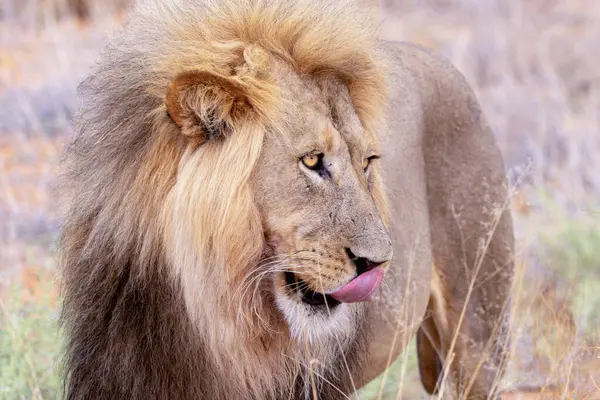 Kgalagadi Ulusal Parkı 'nda Aslan
