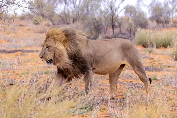 Kgalagadi Ulusal Parkı 'nda Aslan