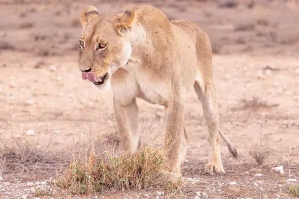 Kgalagadi Ulusal Parkı 'nda dişi aslan.
