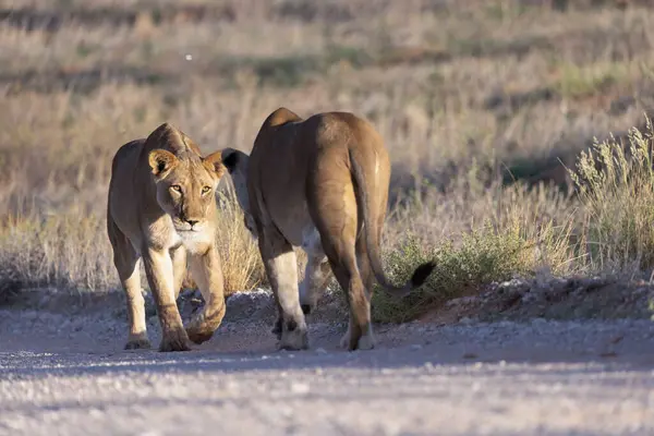 Kgalagadi Ulusal Parkı 'nda dişi aslan.