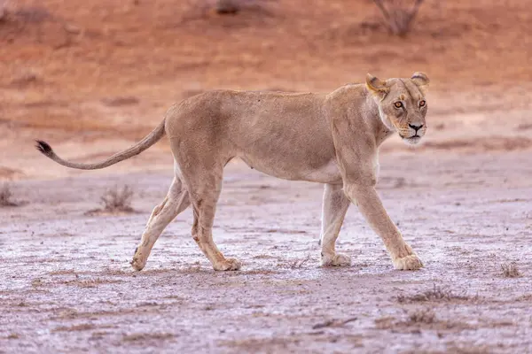 Kgalagadi Ulusal Parkı 'nda dişi aslan.