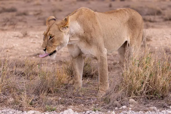 Kgalagadi Ulusal Parkı 'nda dişi aslan.