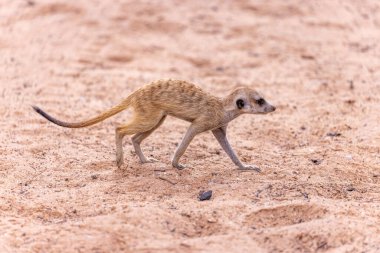 Walvis körfezindeki tuzlu bataklıklar