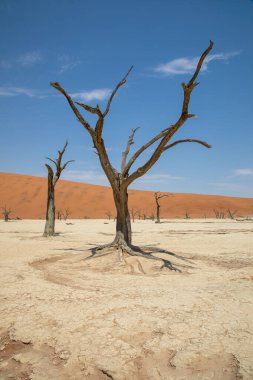 Namib Naukluft, Namibya 'da ölü Vlei