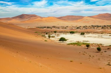 Walvis körfezindeki tuzlu bataklıklar